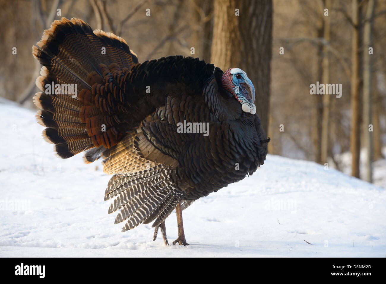 Der junge Tom Eastern Wild Turkey Meleagris gallopavo Silvestris spaziert im Schnee neben einer Schlucht in Toronto Stockfoto