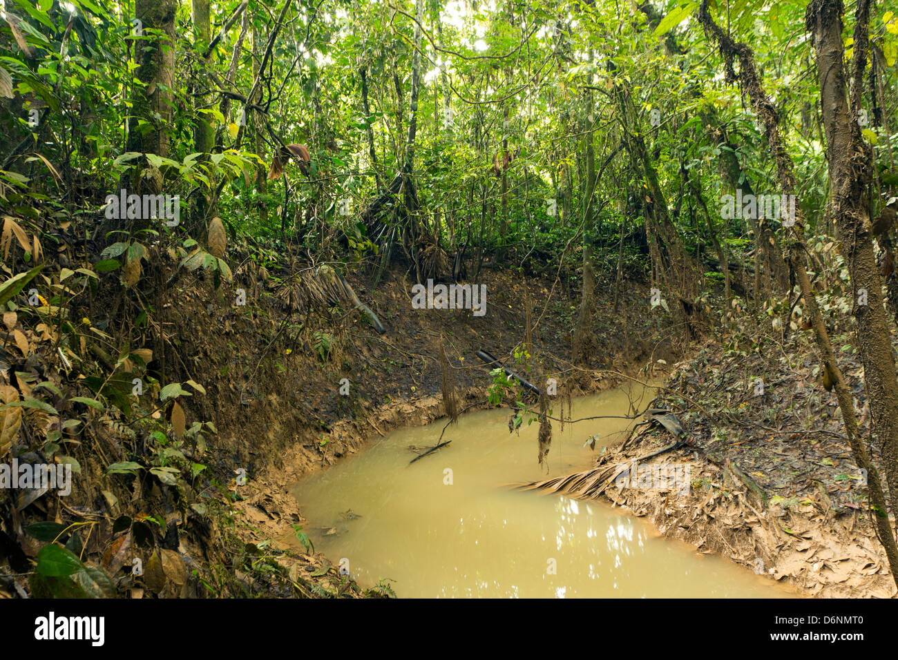 Ein überflutet Creek im tropischen Regenwald, Ecuador Stockfoto