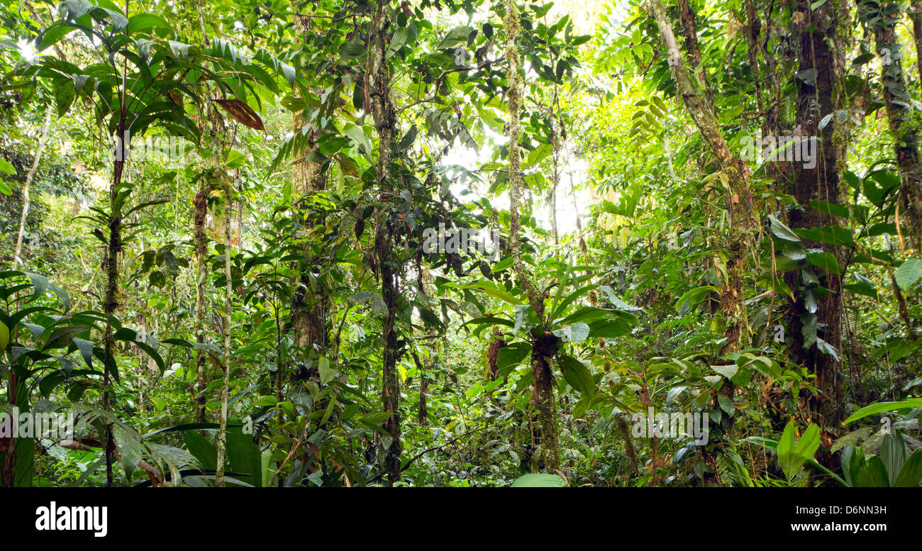 Innere des primären Regenwald, Ecuador Stockfoto