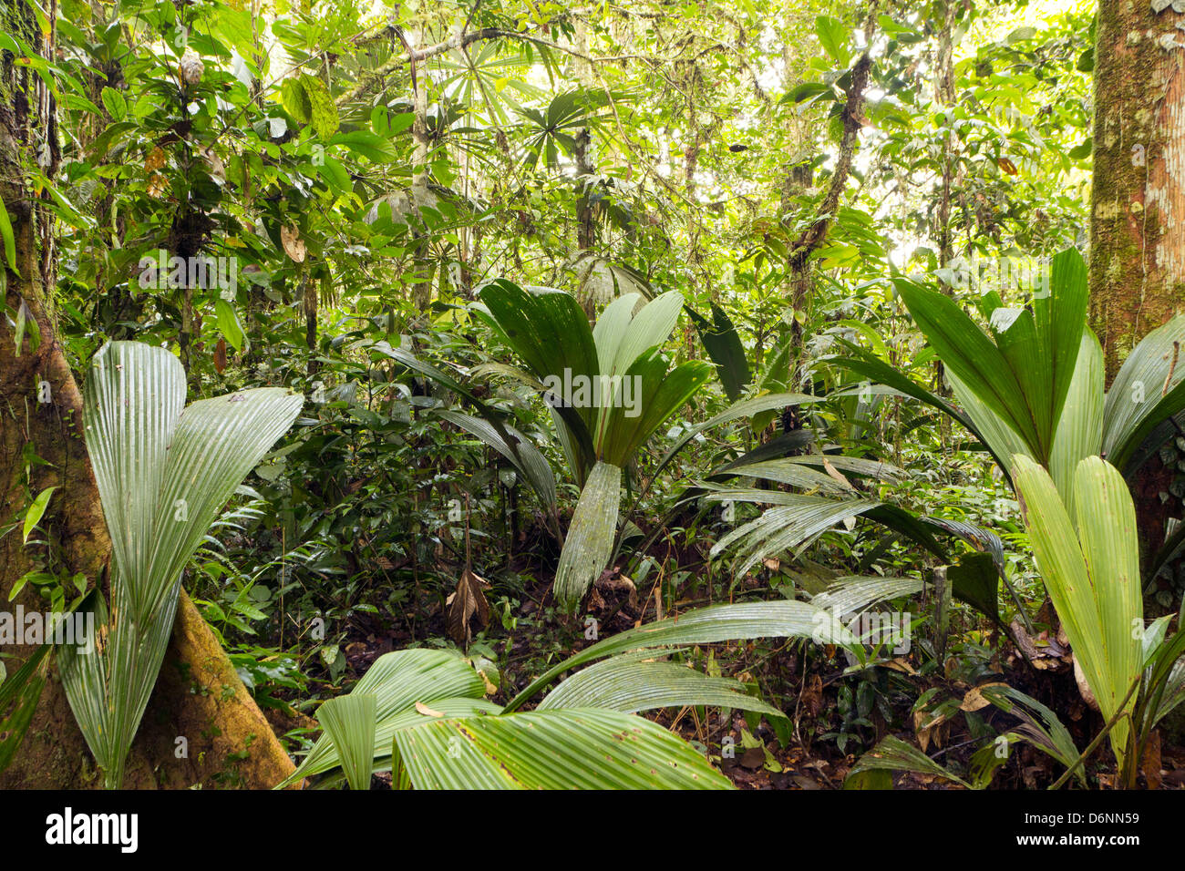 Innere des primären Regenwald mit einer Geonoma Palme im Vordergrund, Ecuador Stockfoto