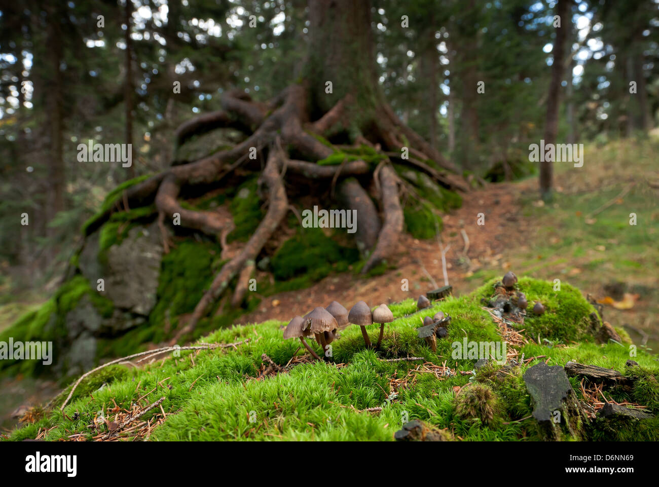 Regen, Deutschland, Pilze im Wald an den Hängen des Mount Grosser Arber Stockfoto