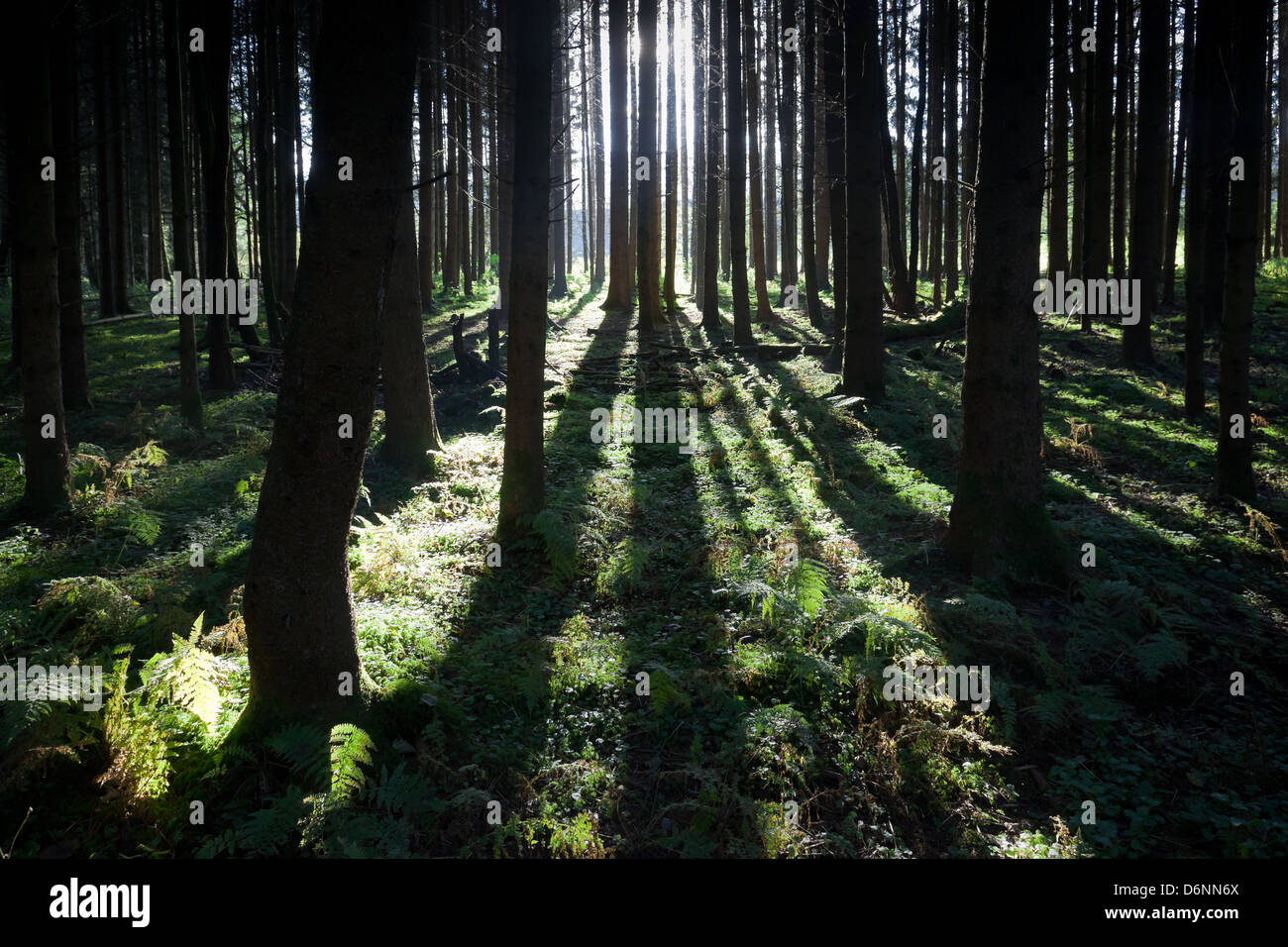 Regen, Deutschland, ein Fichtenwald im Gegenlicht Stockfoto