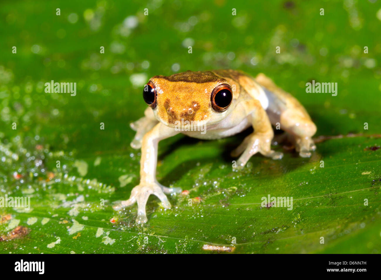 Unter der Leitung von kurzen Treefrog (Dendropsophus Parviceps) schaut in die Kamera, Ecuador Stockfoto