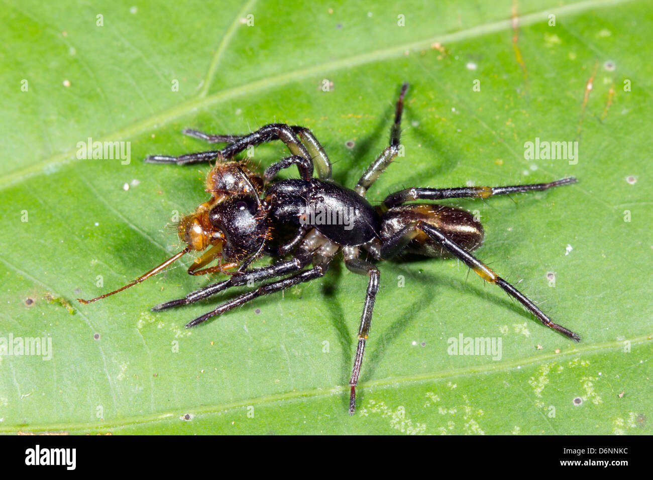 Geldbörse-Web-Spider (Familie Atypidae) mit sehr großen Mandibeln Essen eine große Ameise in den Regenwald, Ecuador Stockfoto