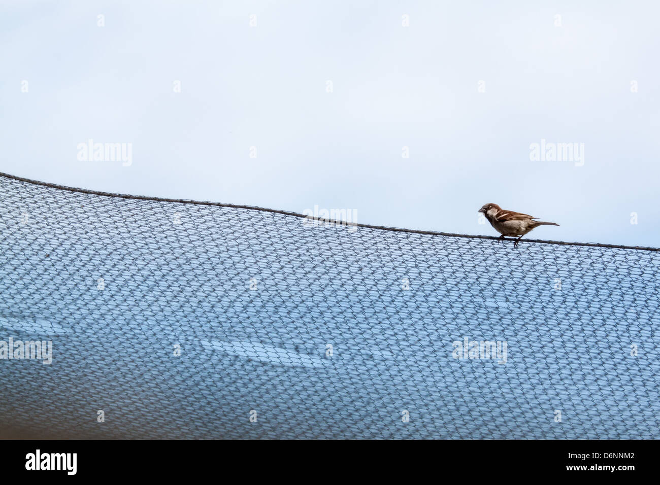 Potsdam, Deutschland, ein Spatz in einem Netzwerk Stockfoto