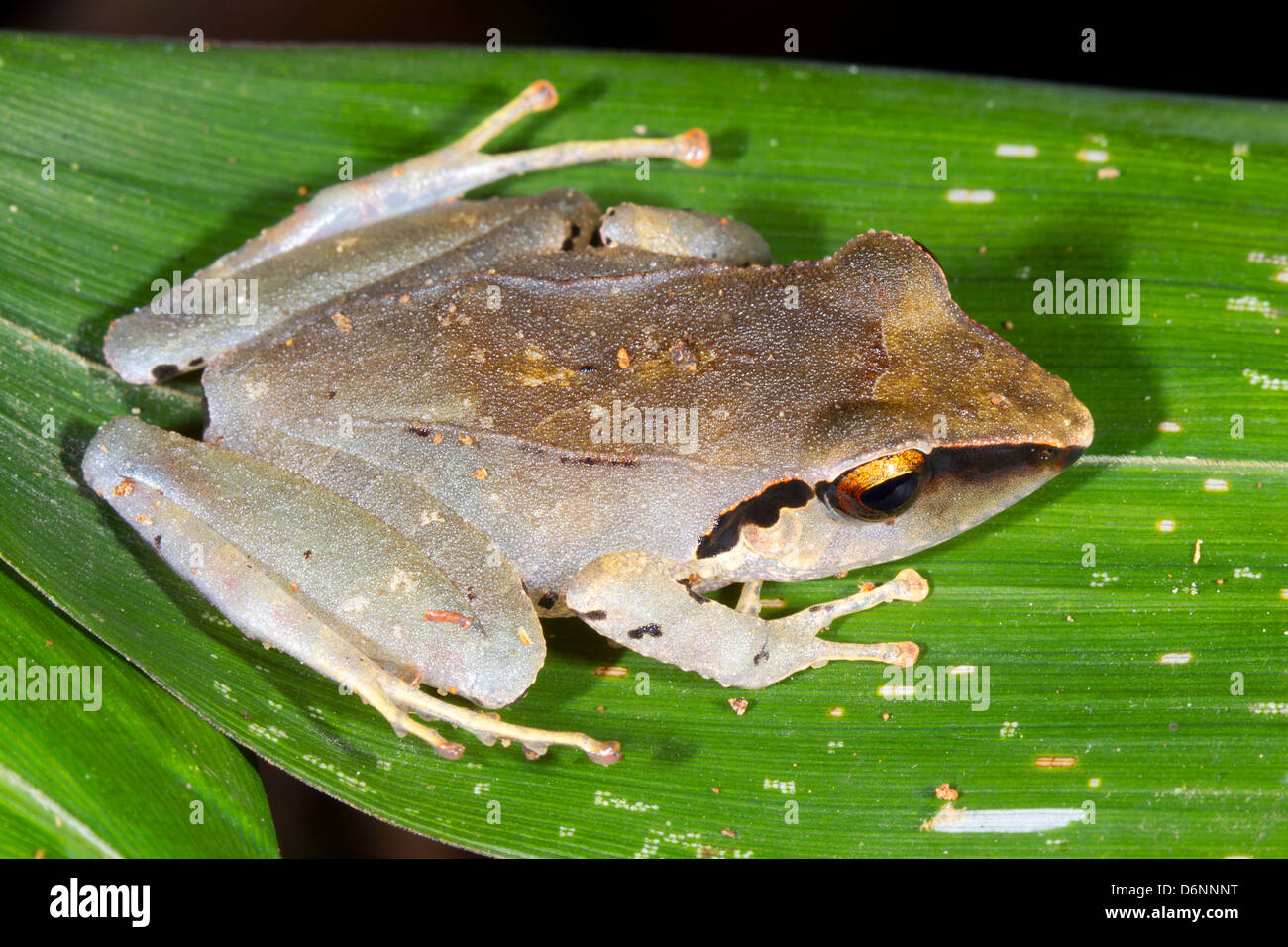 Peruanischen Regen Frosch (Pristimantis Peruvianus) sitzt auf einem Blatt im Regenwald Ecuadors Stockfoto