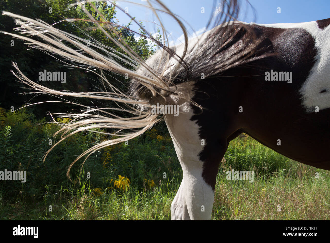 Toeplitz, Deutschland, fängt ein Pferd mit seinem Endstück zu fahren fliegen Stockfoto