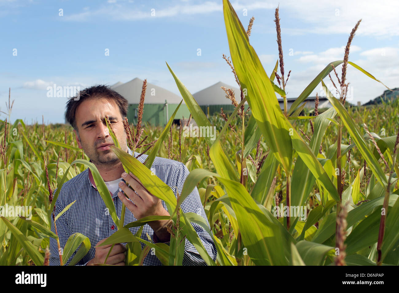 Wees, Deutschland, Mais-Feld mit einer Biogas-Anlage Stockfoto