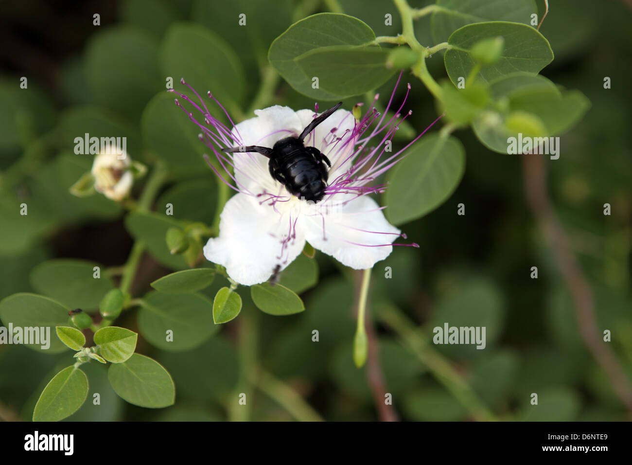 Alicudi, Italien, schwarze Hummel auf einer Blume von echten Kapern bush Stockfoto