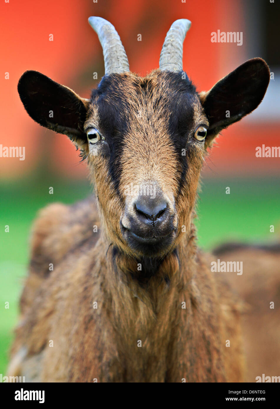 Ziege (Capra aegagrus hircus) Stockfoto