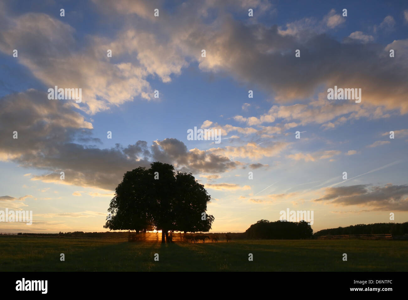 Ingelheim, Deutschland, getrübt Himmel am Abend Stockfoto