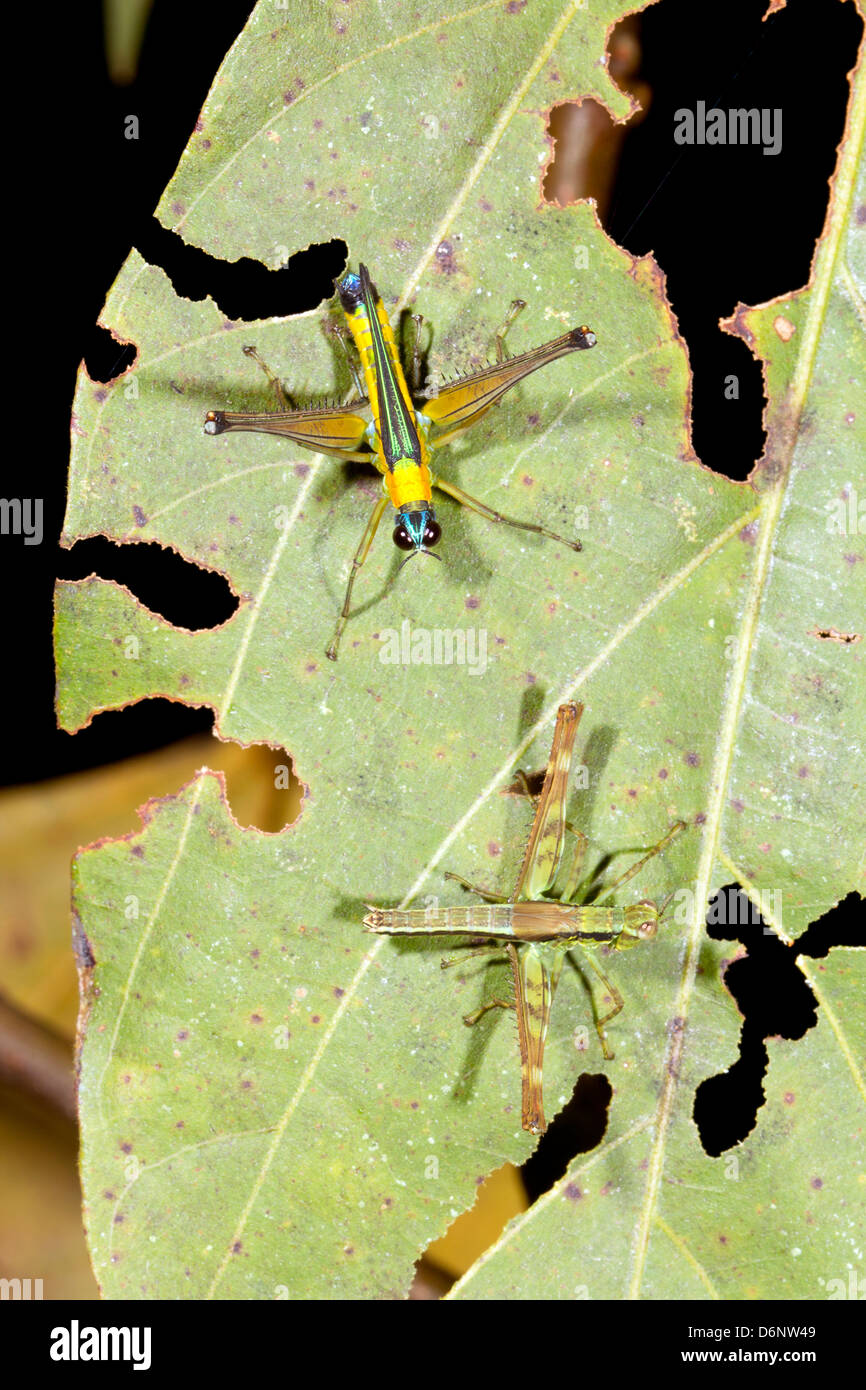 Zwei bunte tropische Heuschrecken sitzen auf einem Blatt im Regenwald Ecuadors Stockfoto