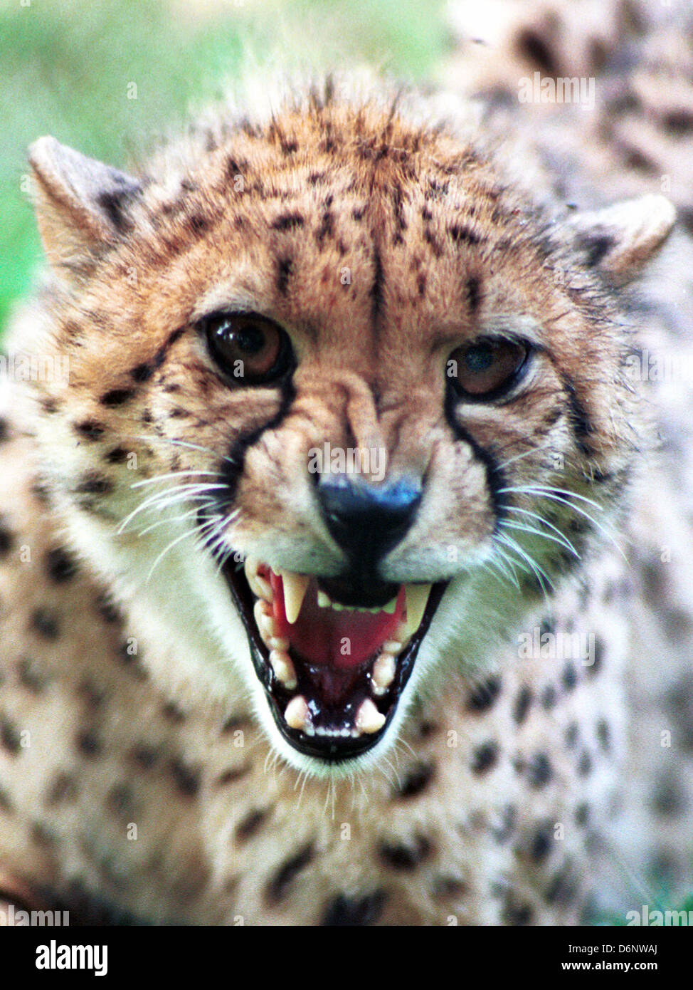 Gepard Knurren in bedrohlichen Weise, Acinonyx Jubatus, Knurren, fletschenden Zähnen, Knurren, Knurren, große Katze, schnellste Landtier, Stockfoto