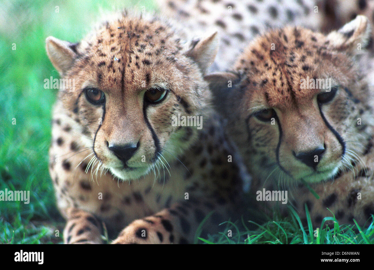 Zwei Geparden Ruhe zusammen, Geparden, Geparden schnellste Landtier, Raubkatze, Cheetah laufen kurze Bursts, semi-einziehbaren Krallen, Stockfoto