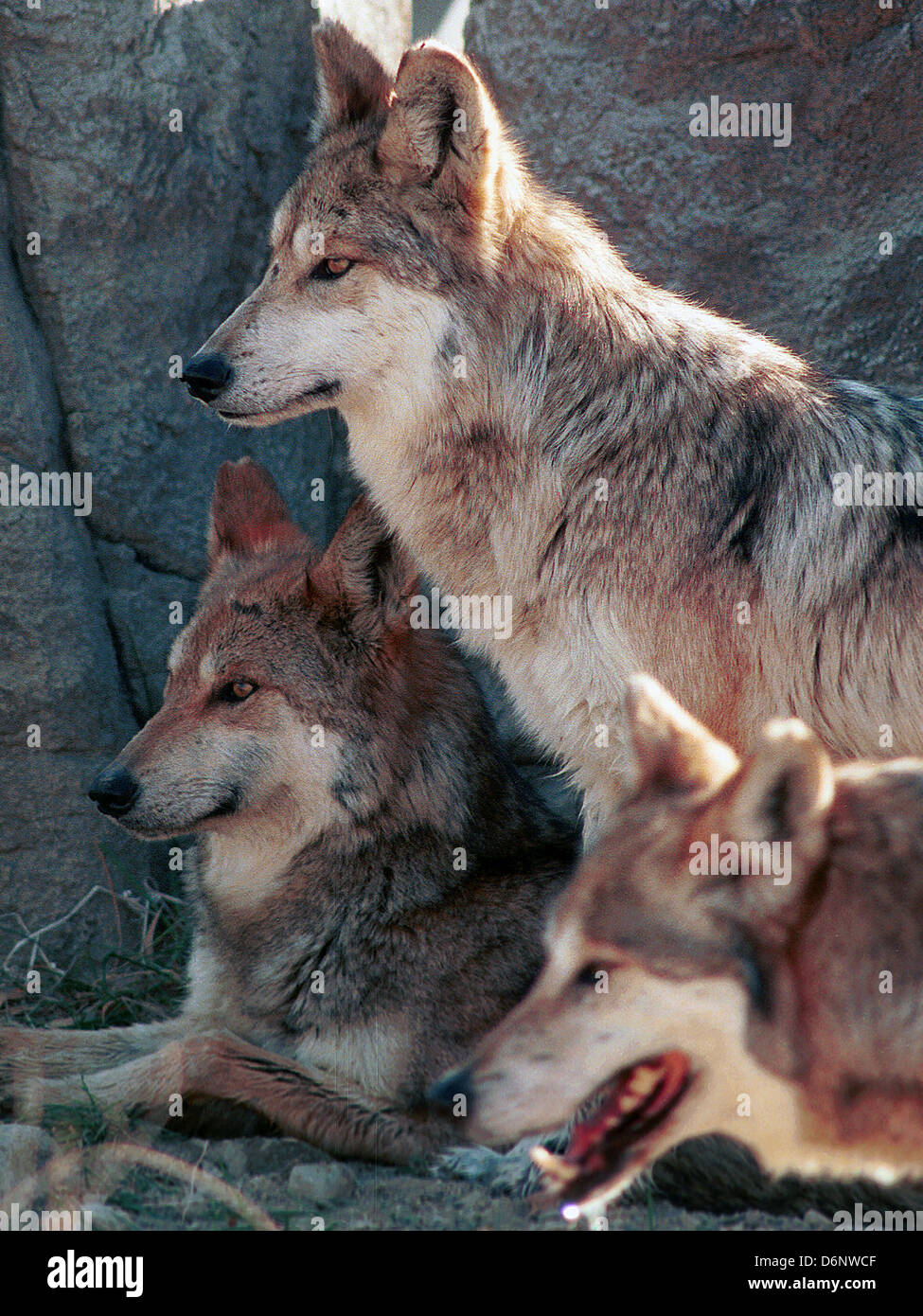 Mexikanischer Wolf ist Unterart der graue Wolf gebürtig aus Nordamerika, eine Unterart der graue Wolf, ursprünglich aus Nordamerika, seltensten, Stockfoto