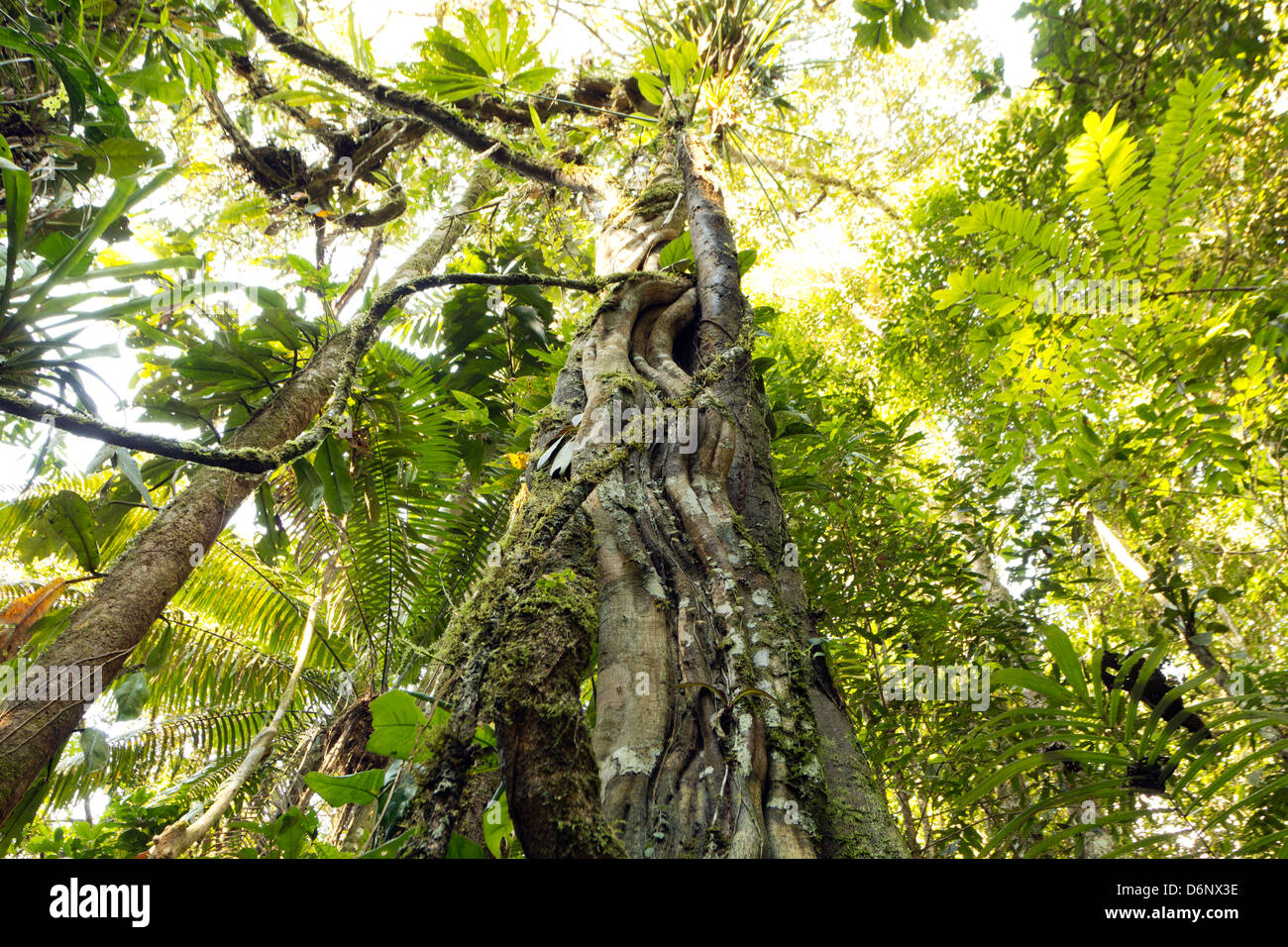 Nachschlagen von Liana verworrenen Baumstamm, der Regenwald in Ecuador Stockfoto