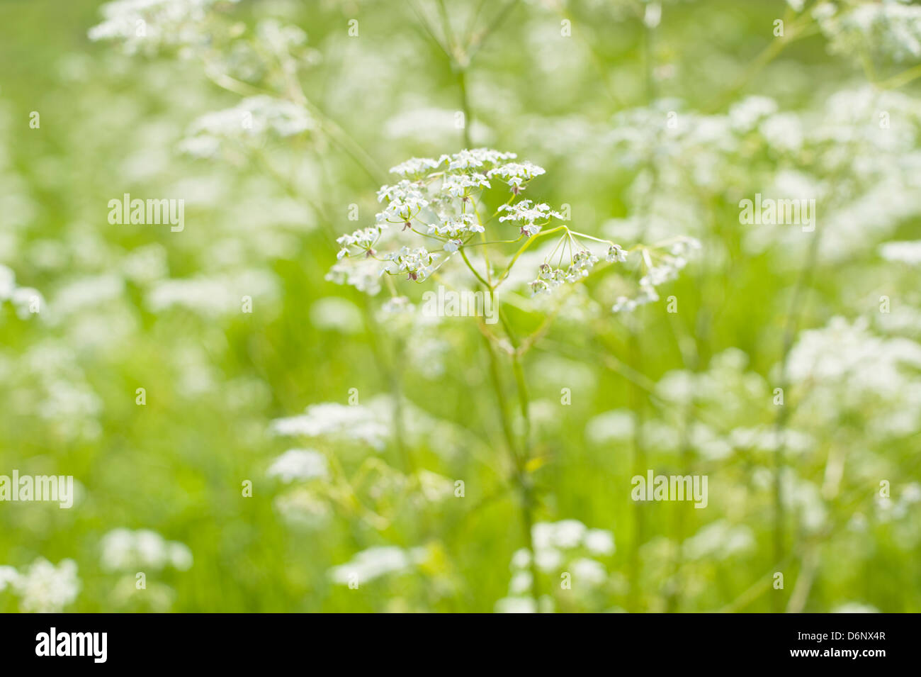 Kuh Petersilie (Anthriscus Sylvestris) blühen auf einer Wiese an einem sonnigen Frühlingstag. Stockfoto