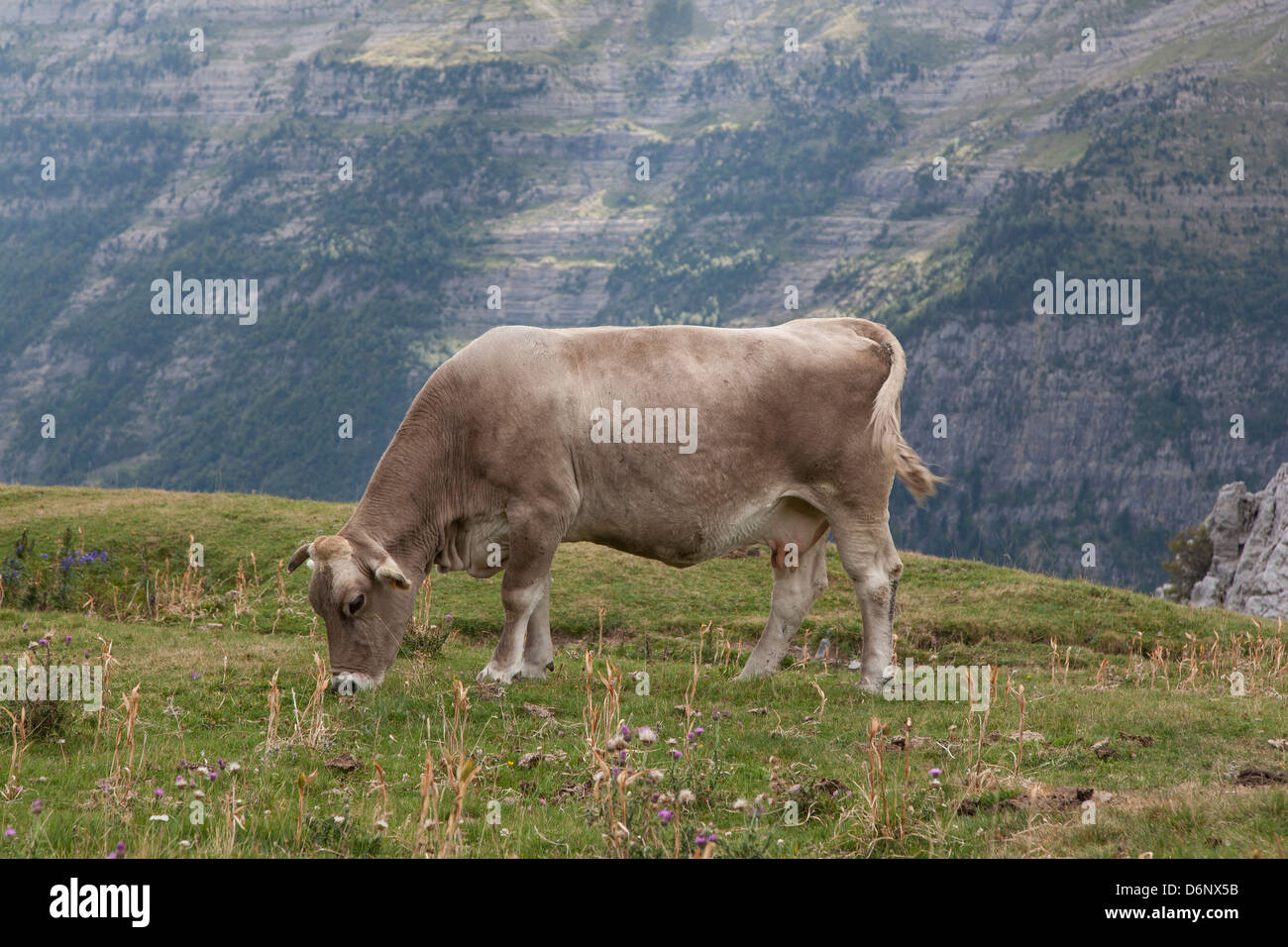 Kuh Weiden auf der Llanos de Estiva Ebene über das Valle de Pineta - Huesca, Aragon, Spanien Stockfoto