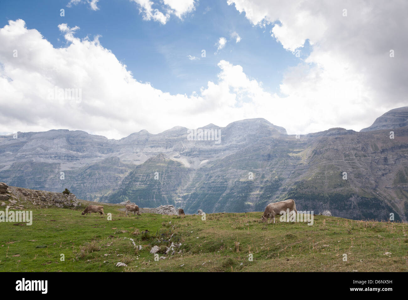 Kühe in der Llanos de Estiva Ebene über das Valle de Pineta - Huesca, Aragon, Spanien Stockfoto