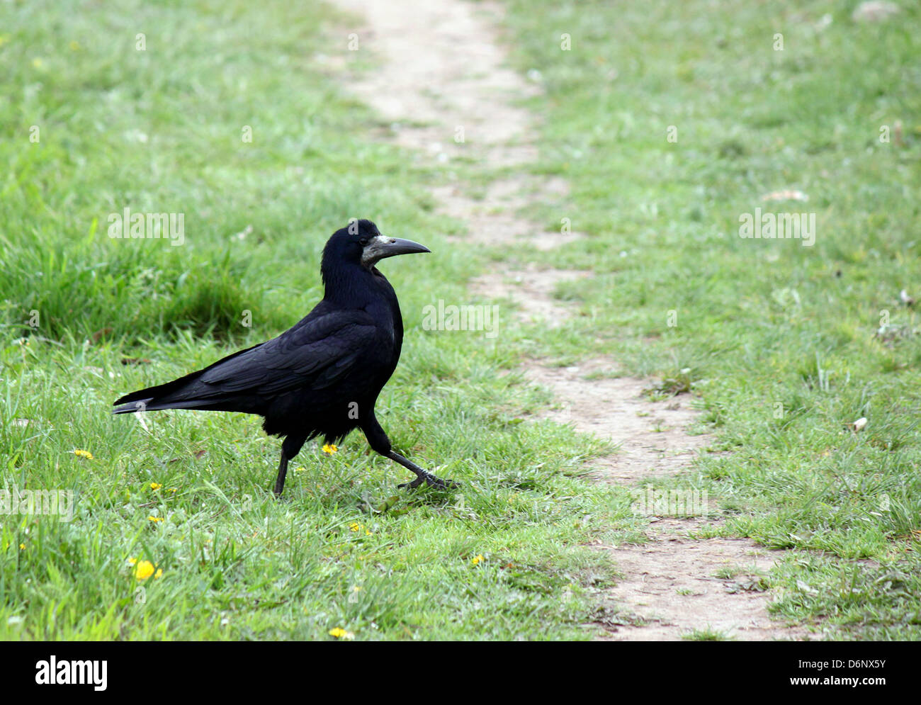 schwarzer Rabe Wandern in Rasen Stockfoto
