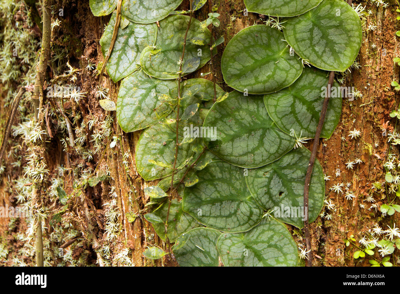 Tropische Kletterpflanze wächst auf der Rinde eines Baumes Regenwald, Ecuador Stockfoto