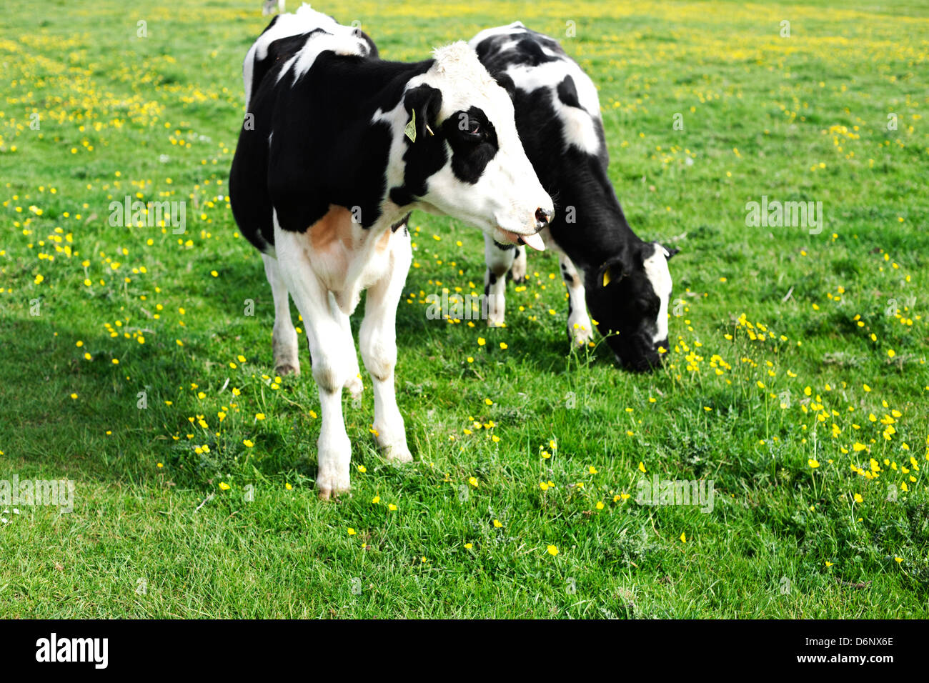 Holstein-Friesen Weiden auf grünen Sommer Rasen Wolvercote gemeinsamen, Oxfordshire. Stockfoto