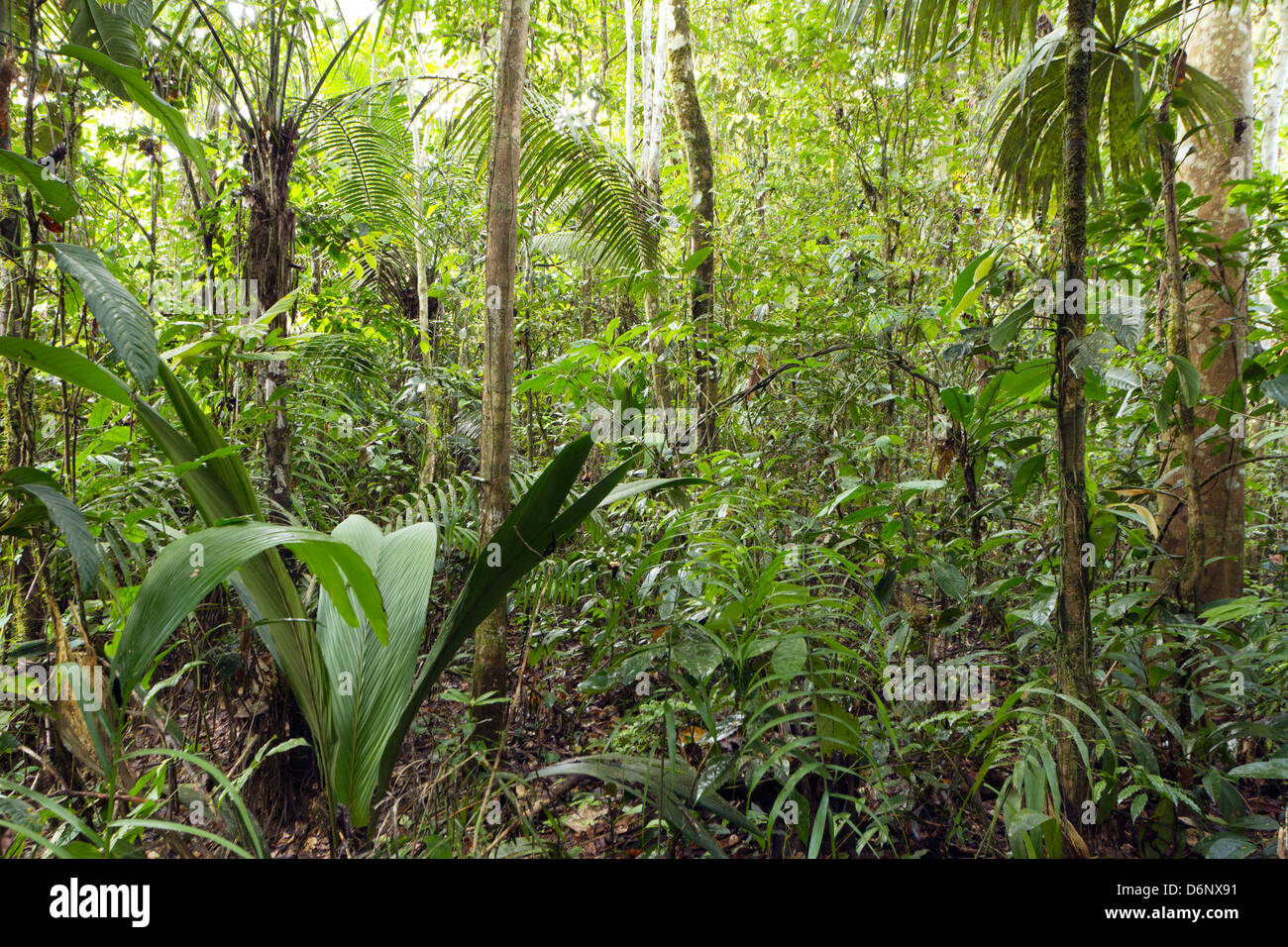 Innere des primären Regenwald mit einer Geonoma Palme im Vordergrund, Ecuador Stockfoto