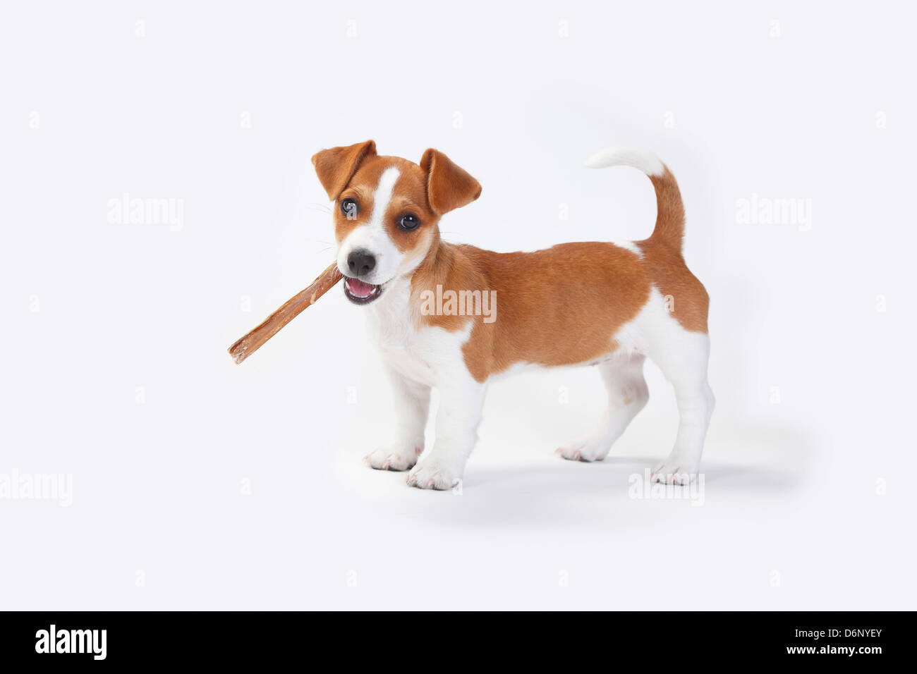 Jack Russell Terrier, Welpen, 9 Wochen / rawhide Knochen, Seite Stockfoto