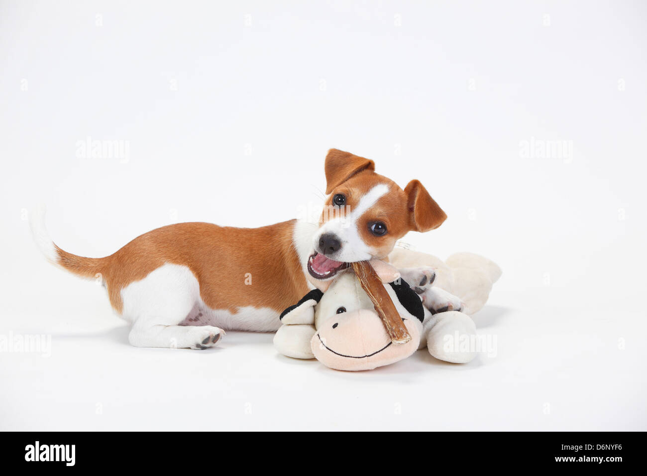 Jack Russell Terrier, Welpen, 9 Wochen / rawhide Knochen, Kuscheltier Stockfoto