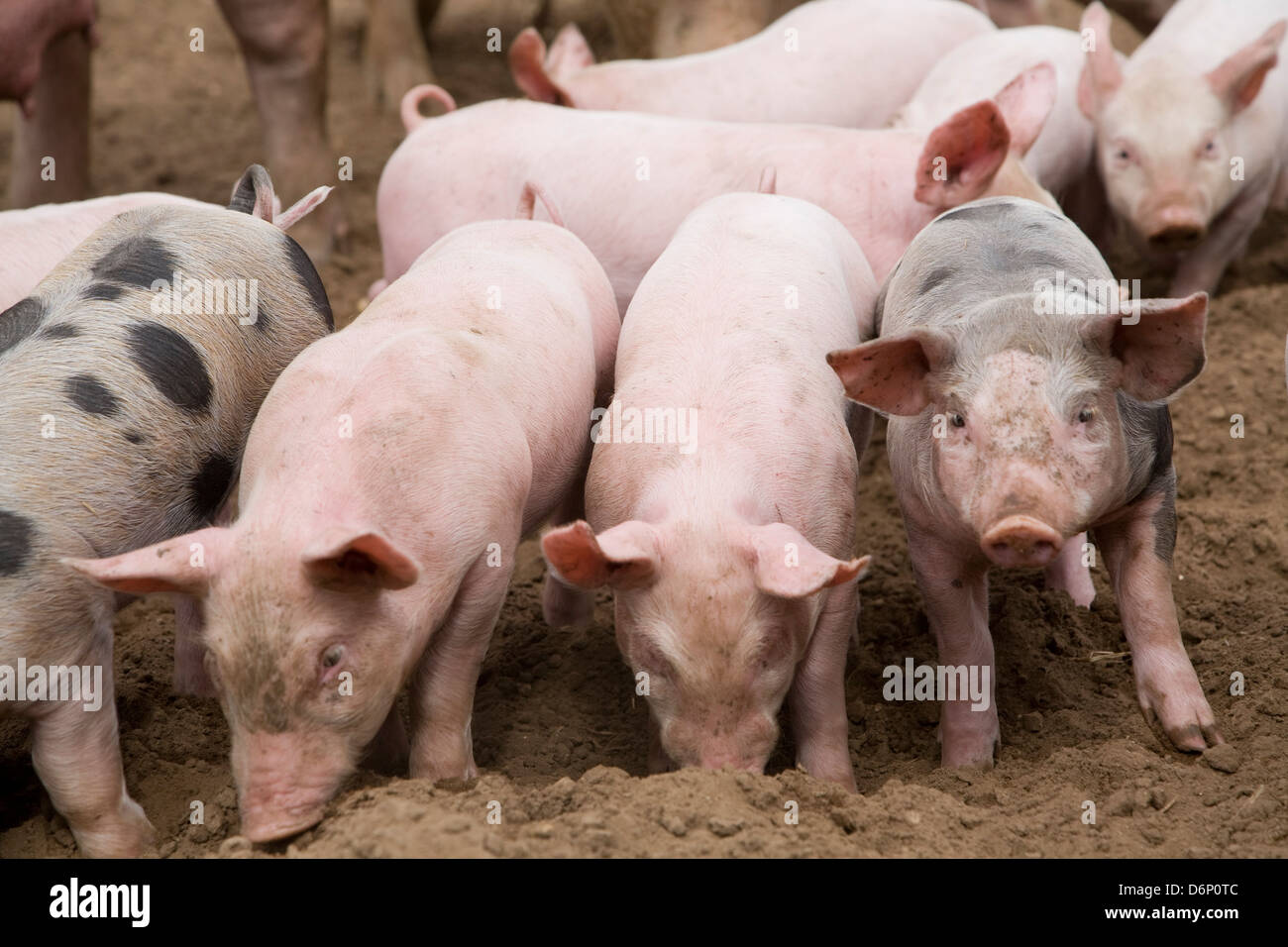 Ferkel Freilandhaltung Schweinehaltung Butley Suffolk Englabnd Stockfoto