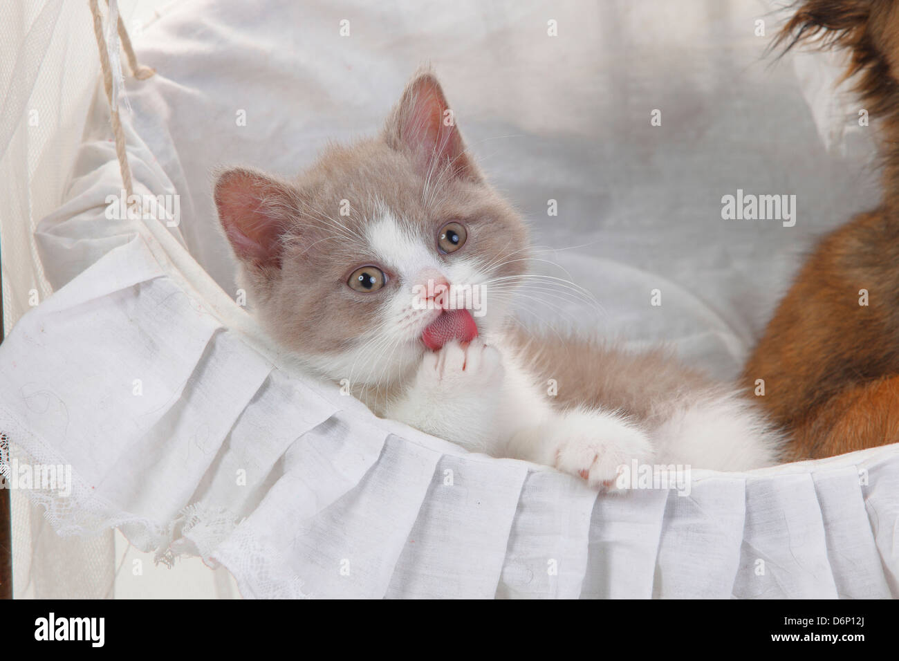 British Longhair Katze, Kätzchen, beige-weiß, 9 Wochen / Flachland, Highlander, Britanica, Zunge Stockfoto