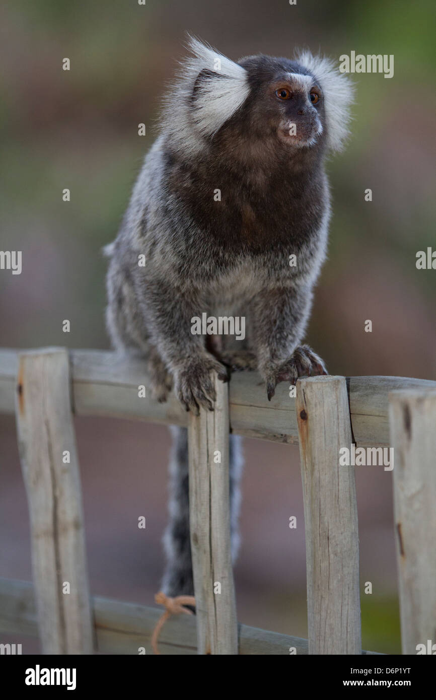 Affe: Common marmoset auf einem Zaun... Stockfoto