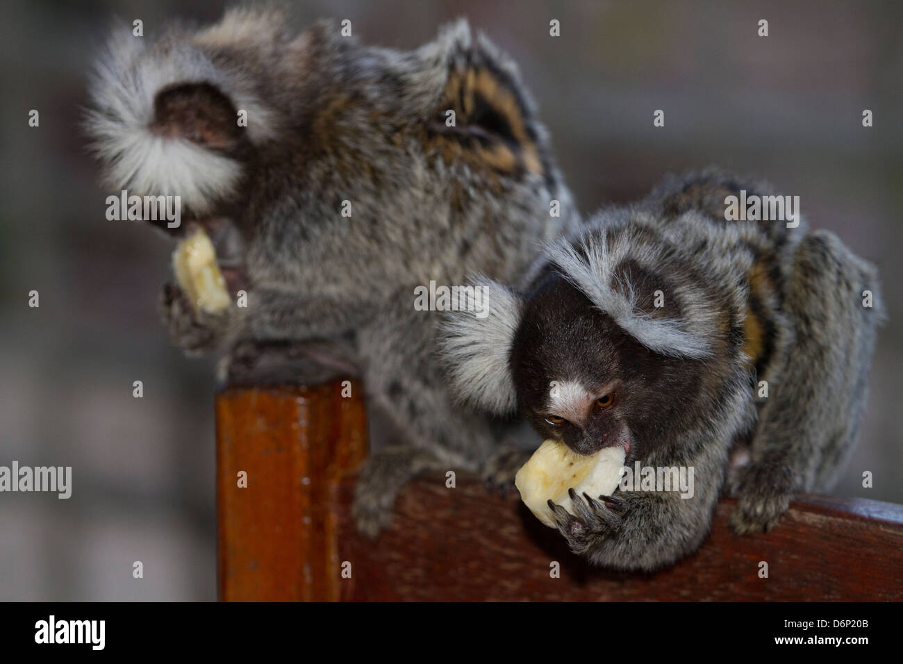 Affe: Common marmoset 2 Stockfoto Affe: Common marmoset 2 Stockfoto