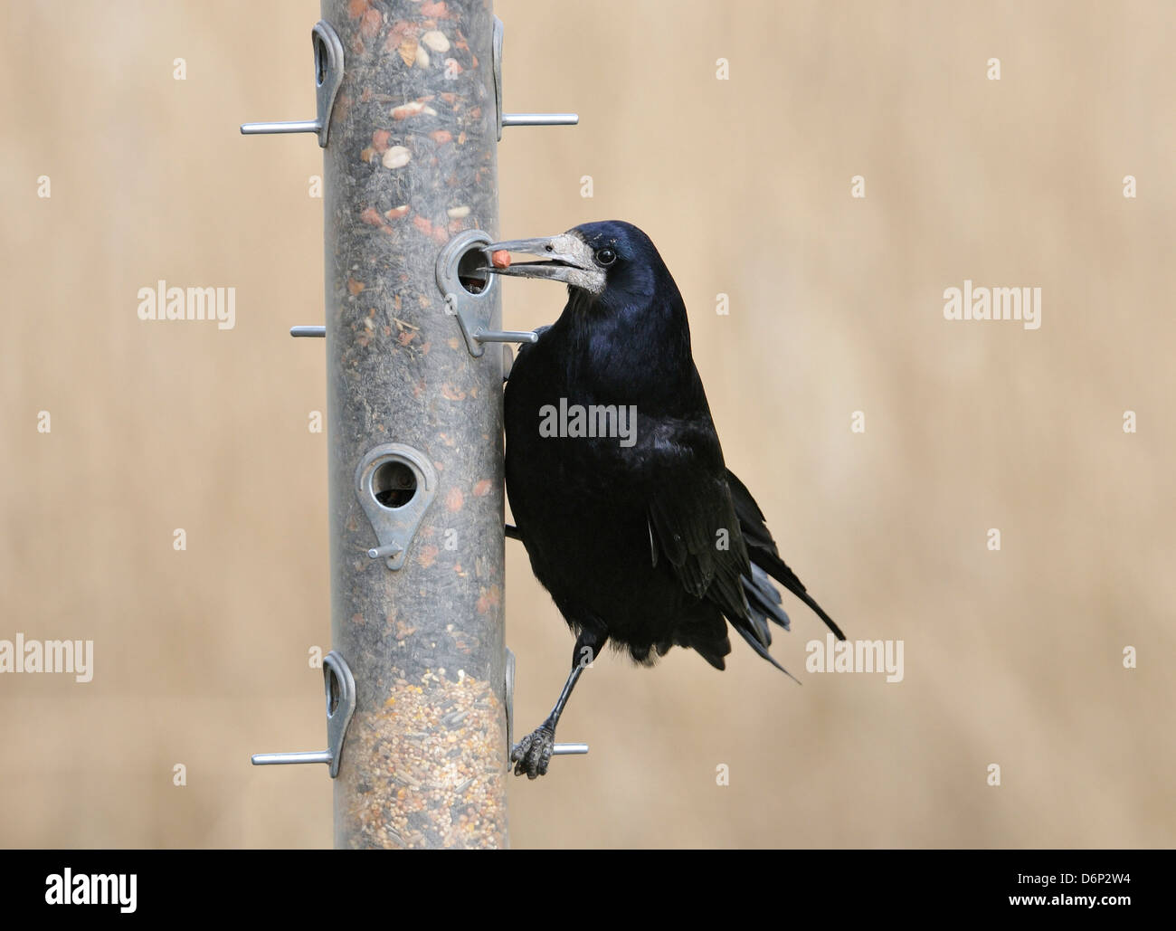 Turm - Corvus Frugilegus auf Garten Vogelhäuschen Stockfoto