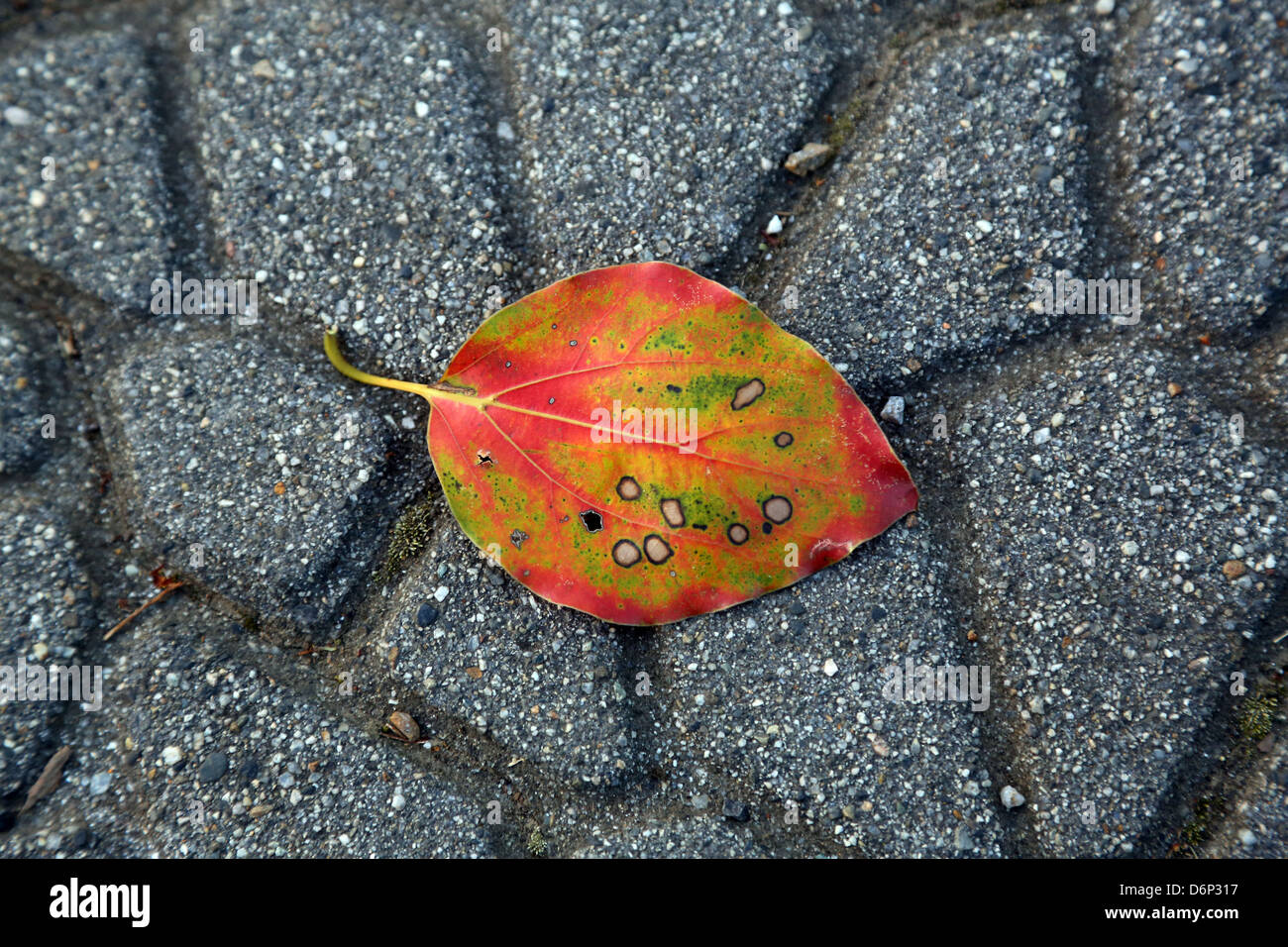 Bunte Blatt auf dem Weg in den Park am Ueno, Tokyo, Japan Stockfoto