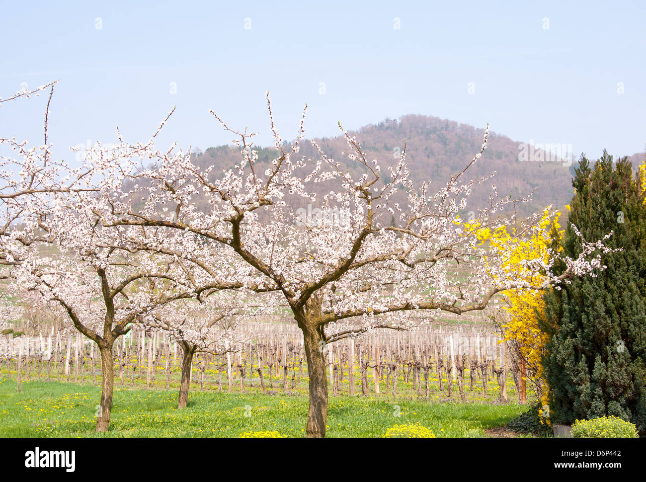 Aprikose Obstgarten in Blüte vor einer österreichischen Weinberg Stockfoto