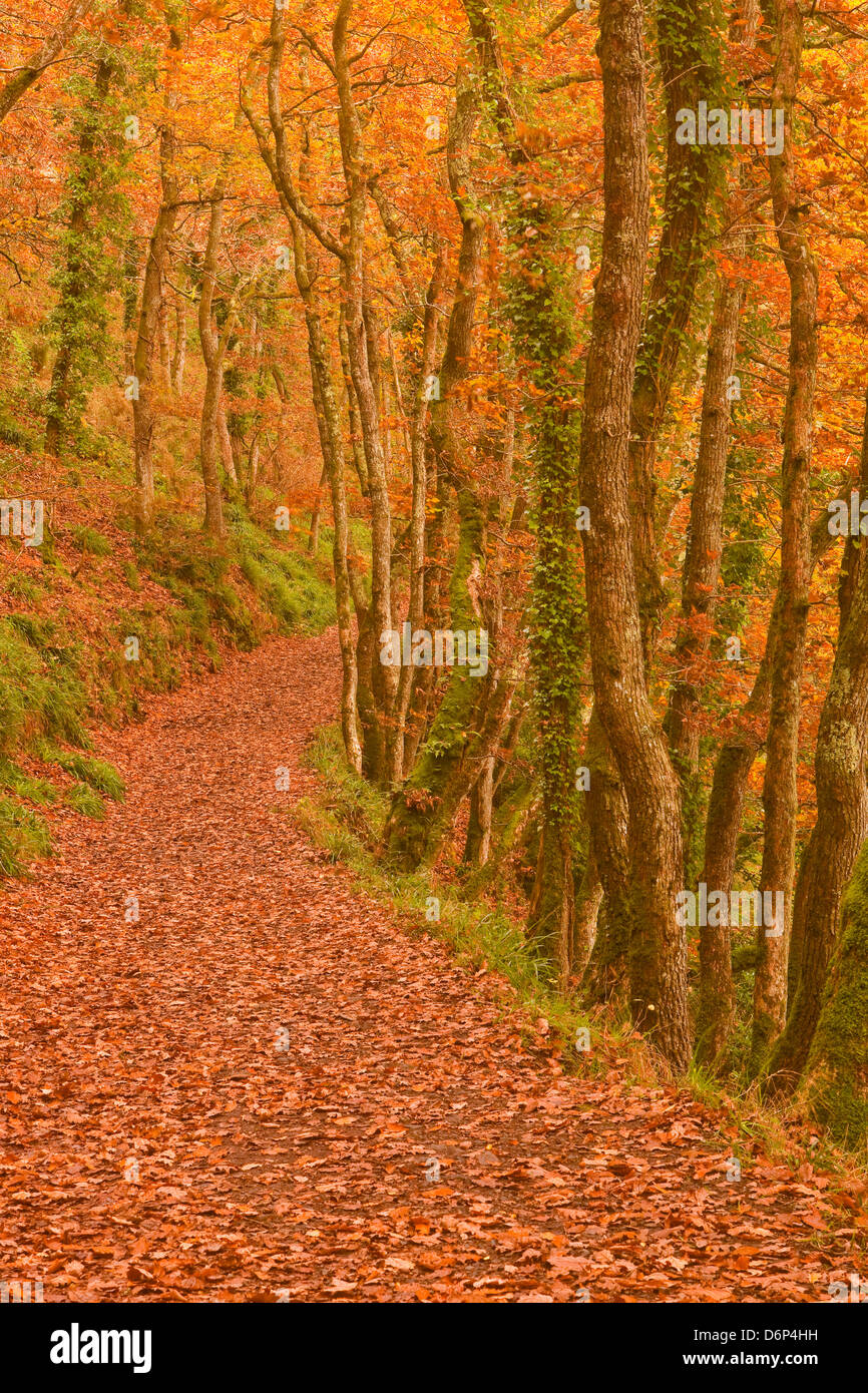 Hannicombe Wood in der Nähe von Fingle Bridge, Dartmoor National Park, Devon, England, Vereinigtes Königreich, Europa Stockfoto