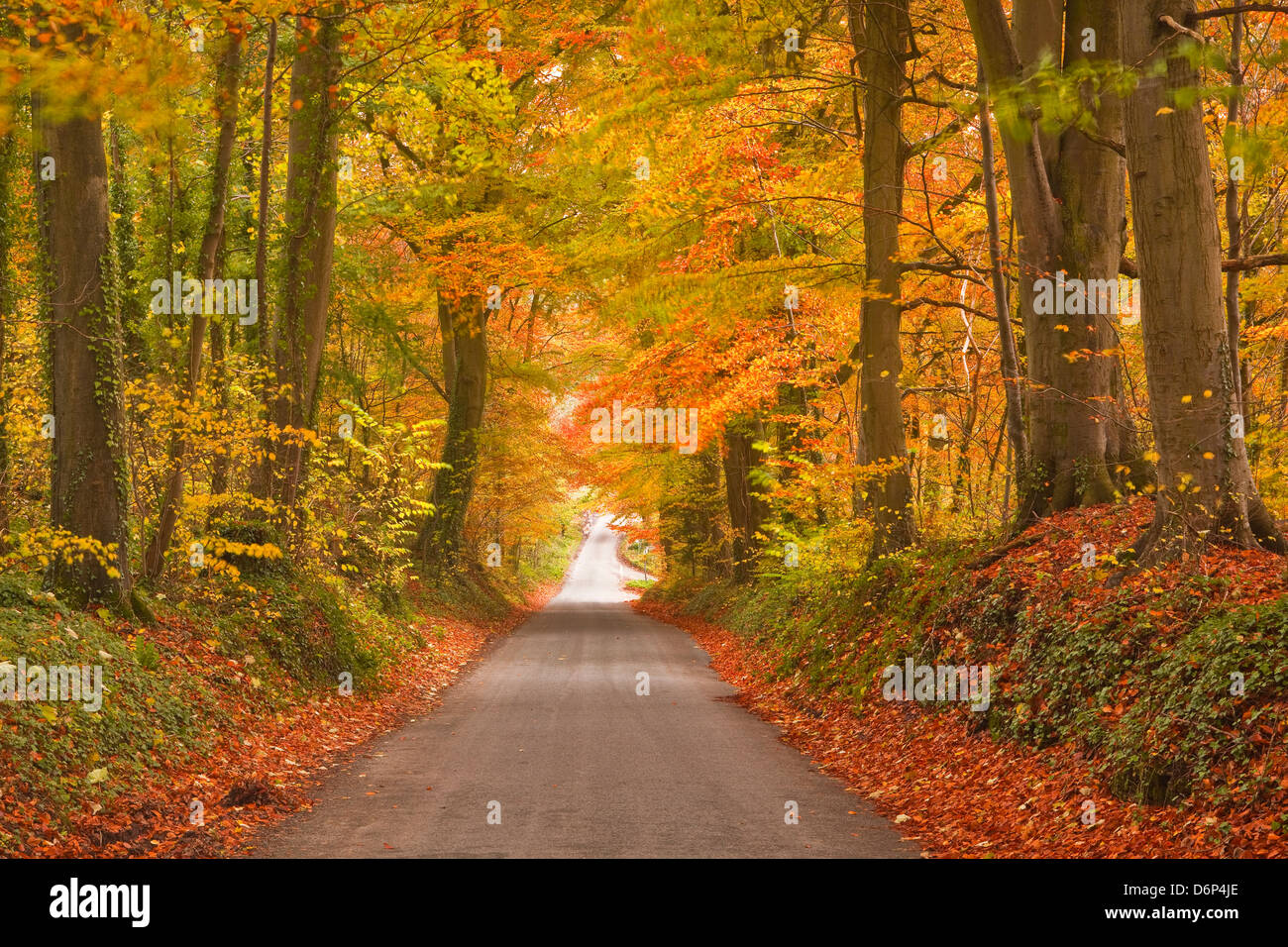 Herbstfarben in Buche auf dem Weg zur Turkdean im Cotswold, Gloucestershire, England, Vereinigtes Königreich, Europa Stockfoto