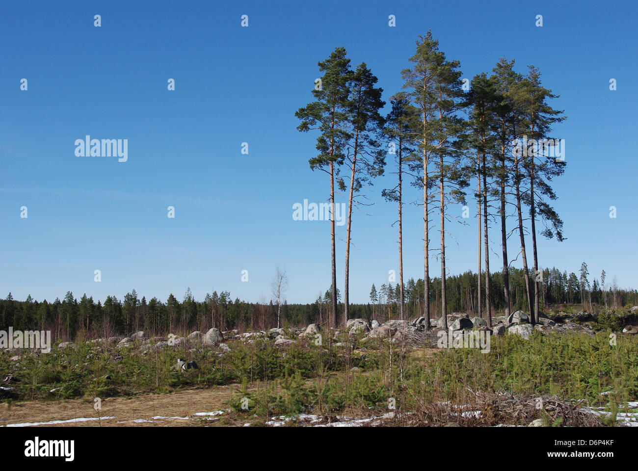 Borealen Wald Stockfoto