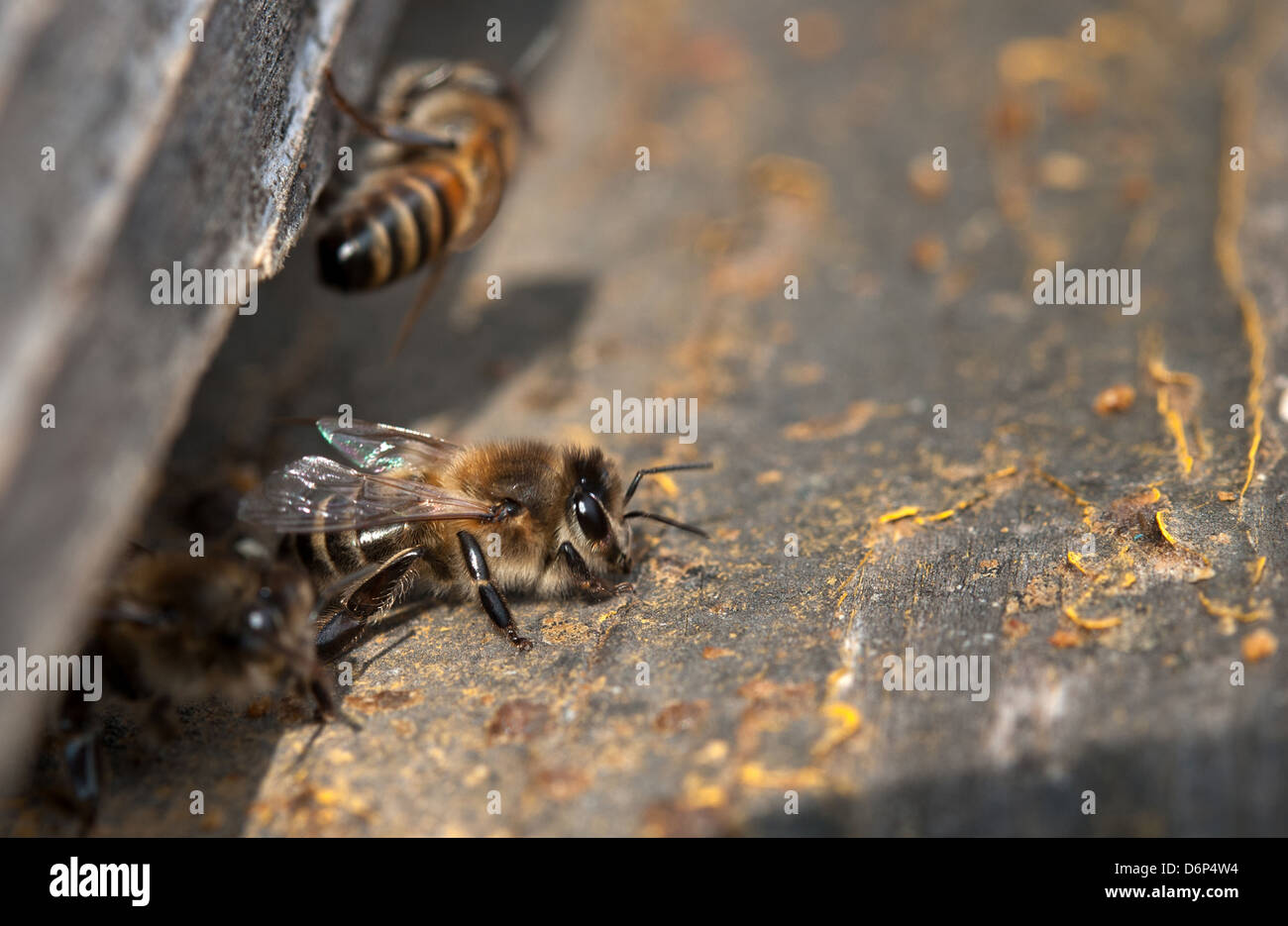 Nahaufnahme der Bienen im Bienenstock am Loch. Stockfoto