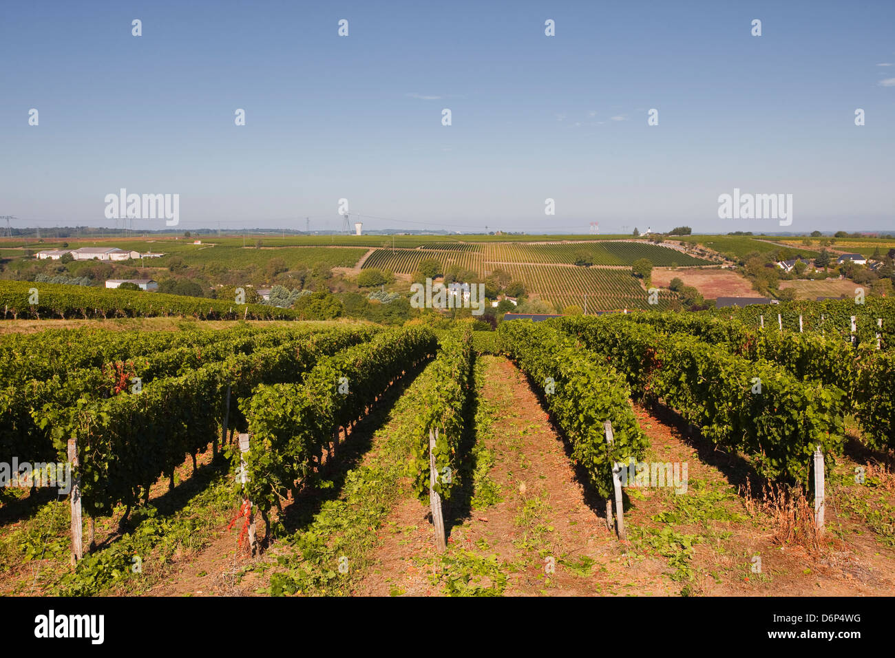 Cabernet Franc Trauben wachsen in einem Montsoreau Weinberg, Maine-et-Loire, Frankreich, Europa Stockfoto