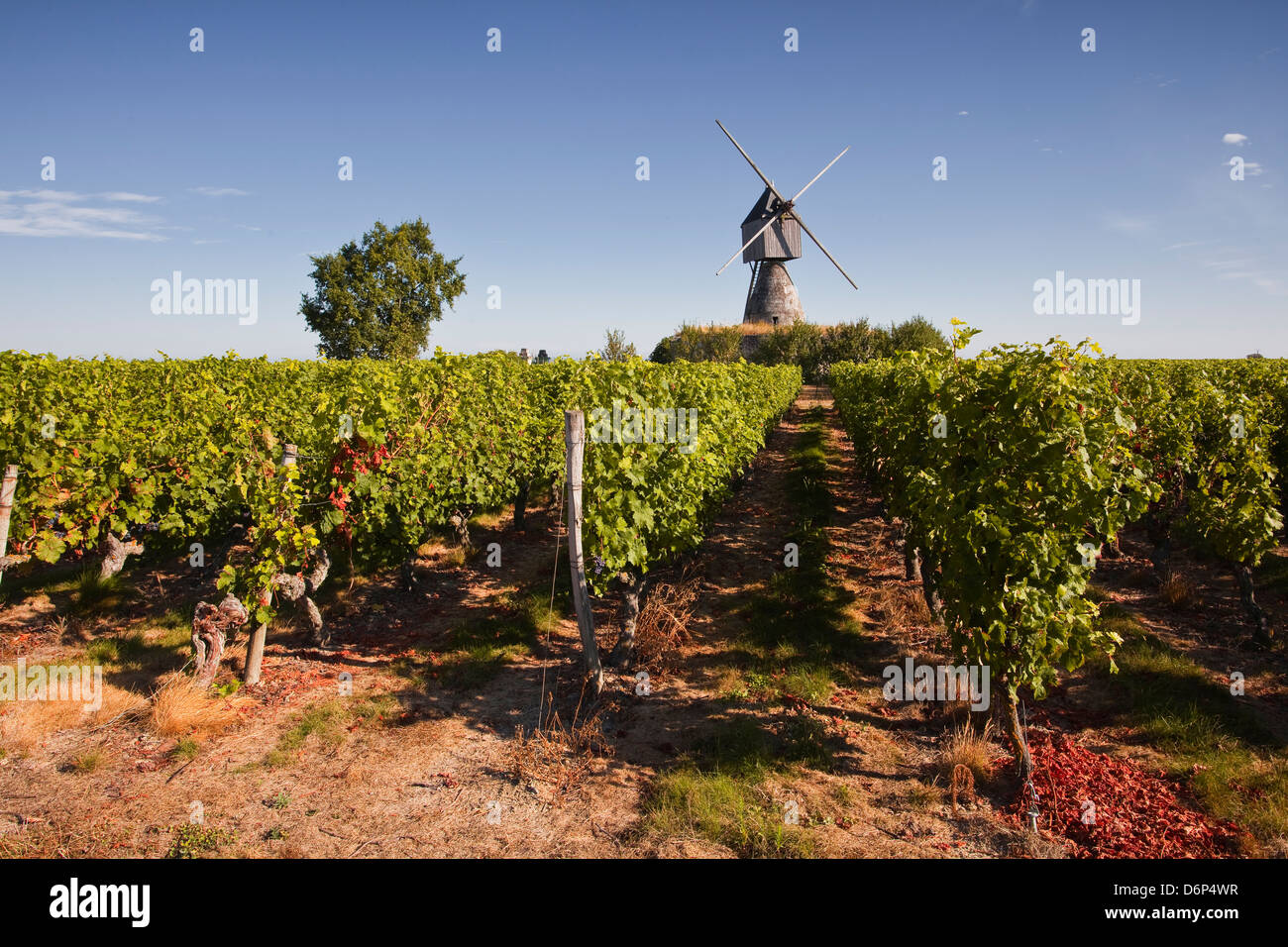 Cabernet Franc Trauben wachsen in einem Montsoreau Weinberg, Maine-et-Loire, Frankreich, Europa Stockfoto