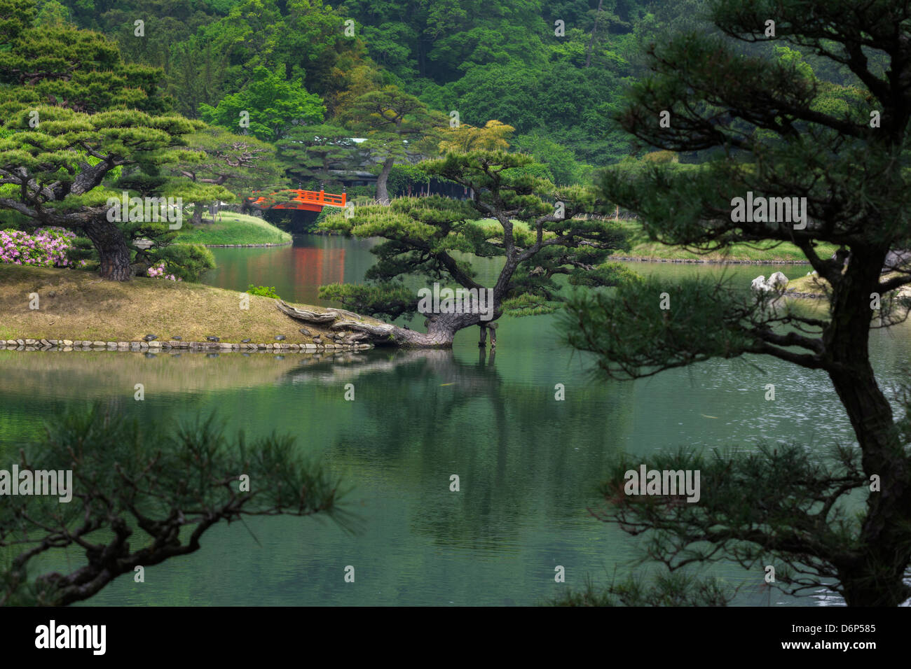 Japanischer Garten mit einem Teich, rote Brücke, ornamentale Pinien und Schildkröten auf der Bank. Stockfoto