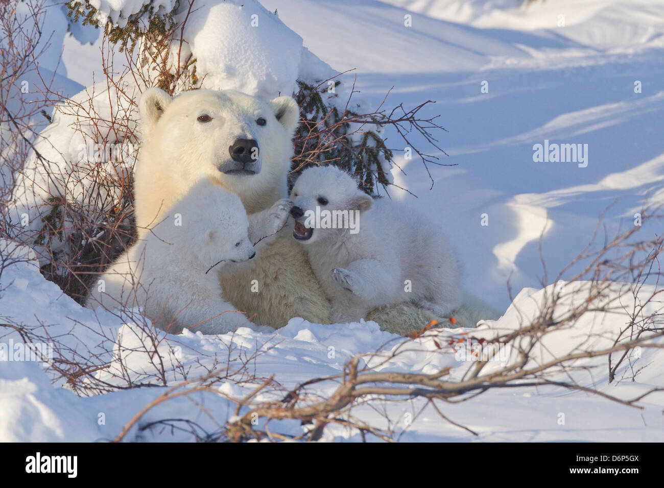 Eisbär (Ursus Maritimus) und Jungtiere, Wapusk-Nationalpark, Churchill, Hudson Bay, Manitoba, Kanada, Nordamerika Stockfoto