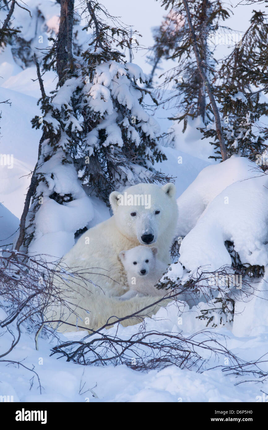 Eisbär (Ursus Maritimus) und Jungtiere, Wapusk-Nationalpark, Churchill, Hudson Bay, Manitoba, Kanada, Nordamerika Stockfoto