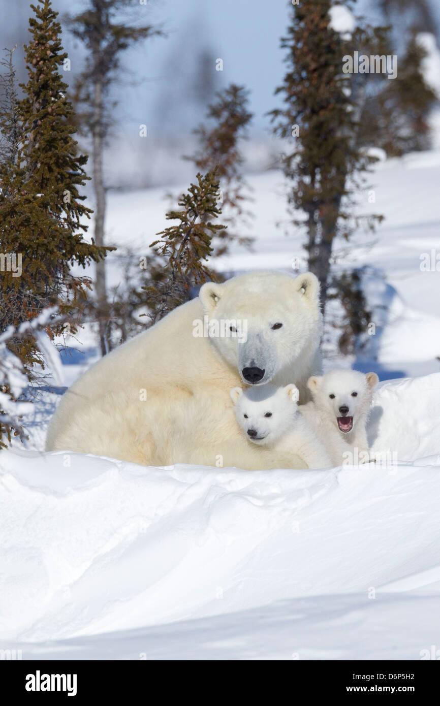 Eisbär (Ursus Maritimus) und Jungtiere, Wapusk-Nationalpark, Churchill, Hudson Bay, Manitoba, Kanada, Nordamerika Stockfoto