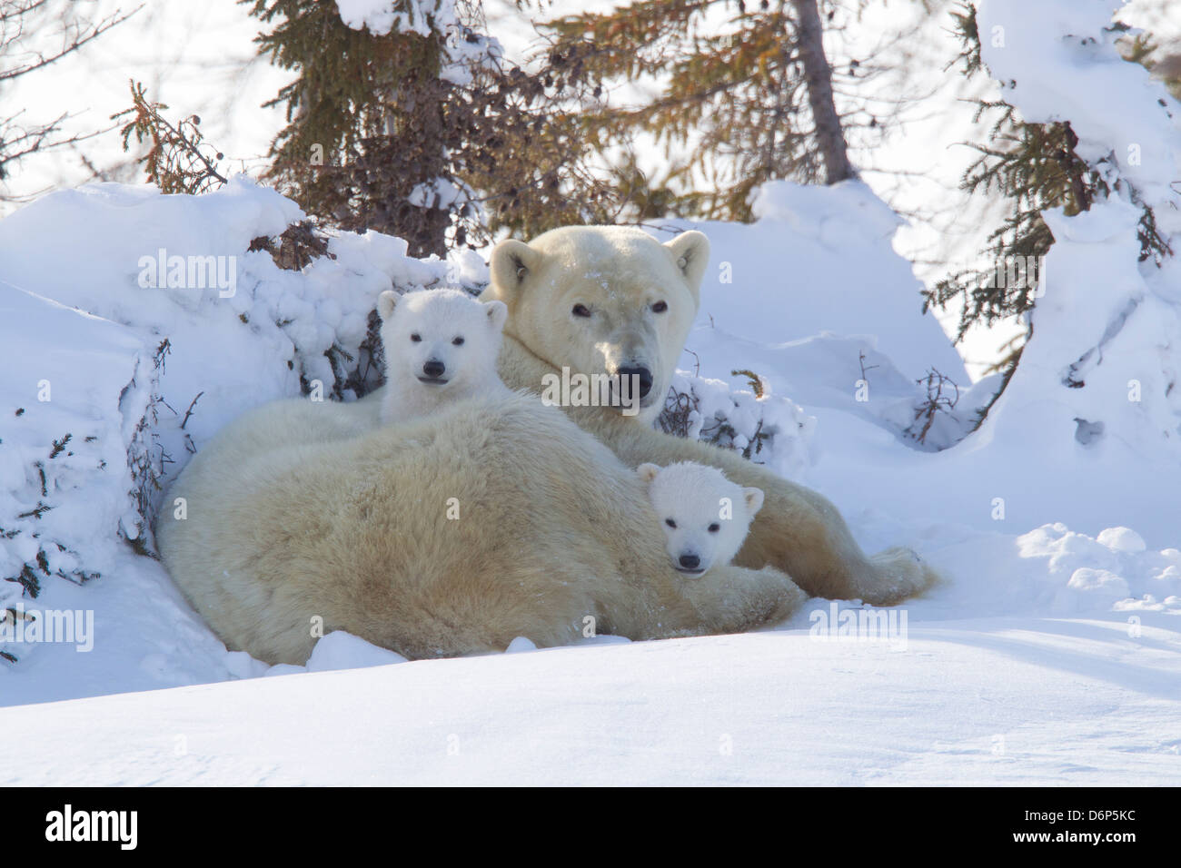 Eisbär (Ursus Maritimus) und Jungtiere, Wapusk-Nationalpark, Churchill, Hudson Bay, Manitoba, Kanada, Nordamerika Stockfoto