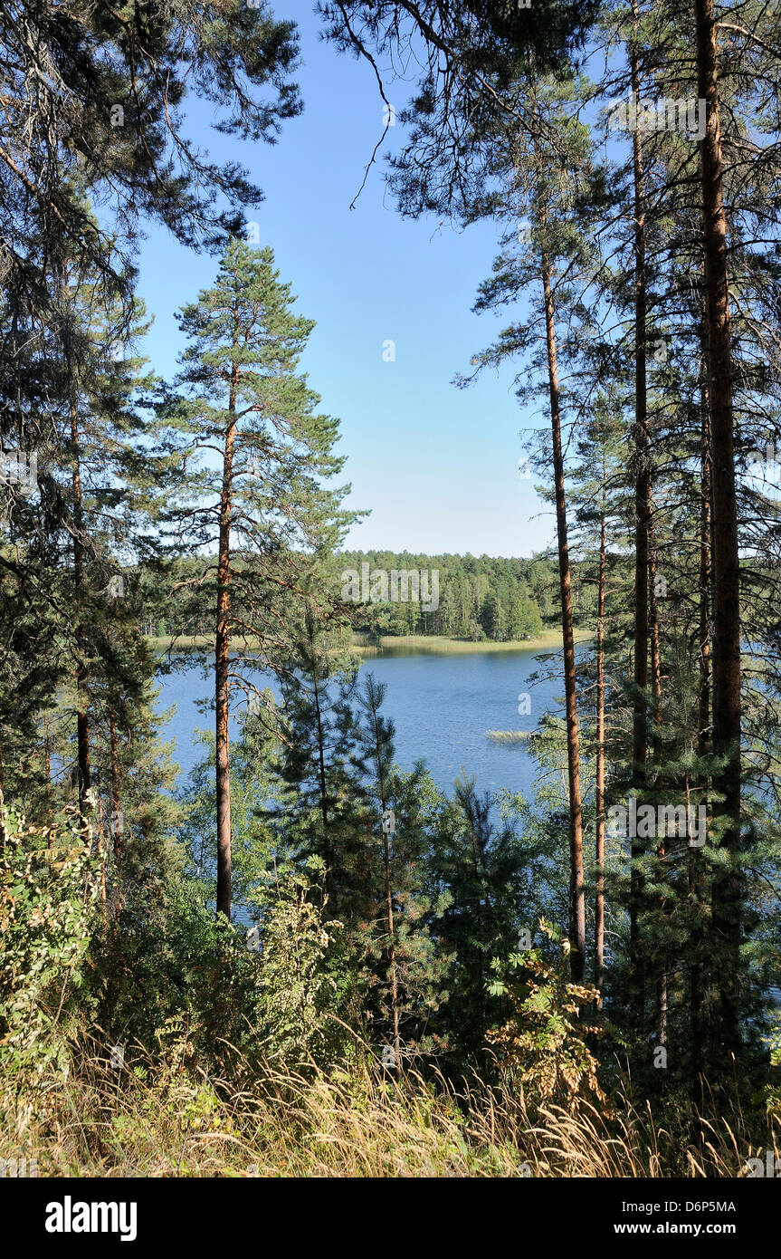 Blick auf Laukanlahti, ein Zweig der Saimaa-See durch Föhren (Pinus Sylvestris), betrachtet Punkaharju, Finnland Stockfoto