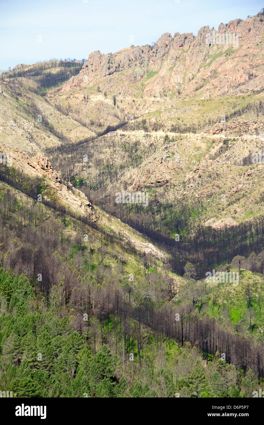 Nachwirkungen des großen Waldbrand in Korsikas Nationalpark (Parc Naturel Regional de Corse), ein Jahr auf Aullene, Korsika, Frankreich Stockfoto