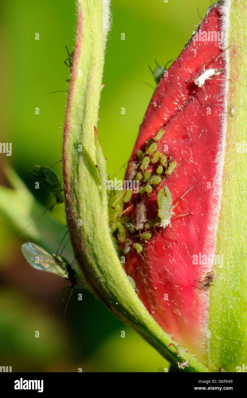Rose Blattläuse Stockfotos und -bilder Kaufen - Alamy